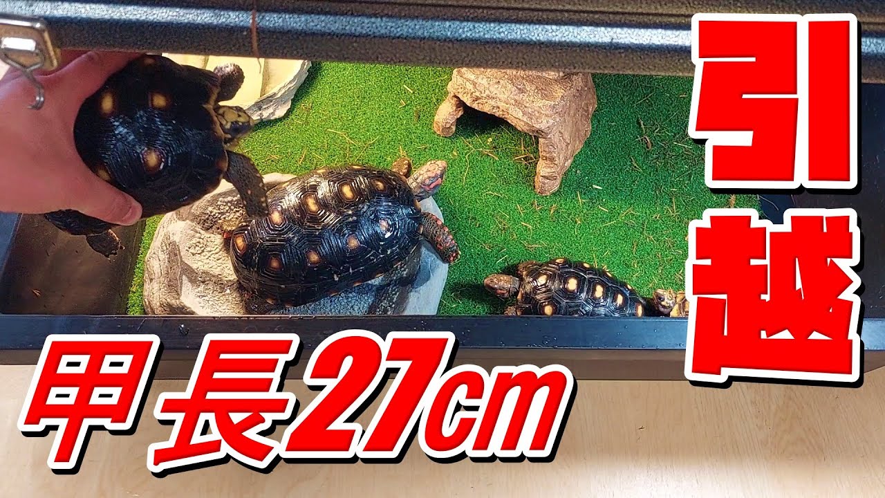 甲長27㎝に成長したアカアシガメたちの寝床を変更！！