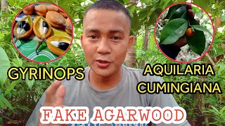 FAKE AGARWOOD|AQUILARIA TREE ANG CUMINGIANA & GYRINOPS