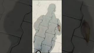 #Shadowsong#likecommentsharesubscribe😍🌹