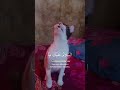 #cover catlovers