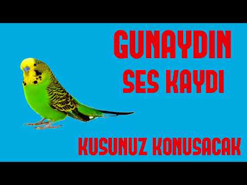 GÜNAYDIN MUHABBET KUŞU PAPAĞAN HAZIR SES KAYDI - YouTube