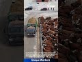 Cattle Feeding Time: Truck Delivers Hay to Hungry Herd