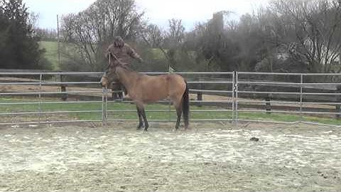 Teaching Horse to Pick You Up From the Fence
