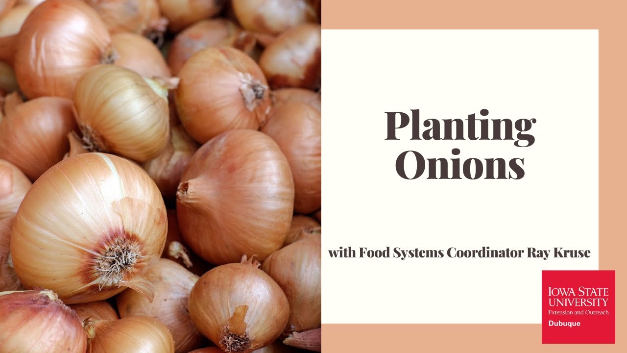 Planting Onions YouTube