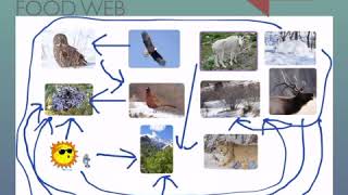 Mountain Ecosystem by Caleb, 5th grader