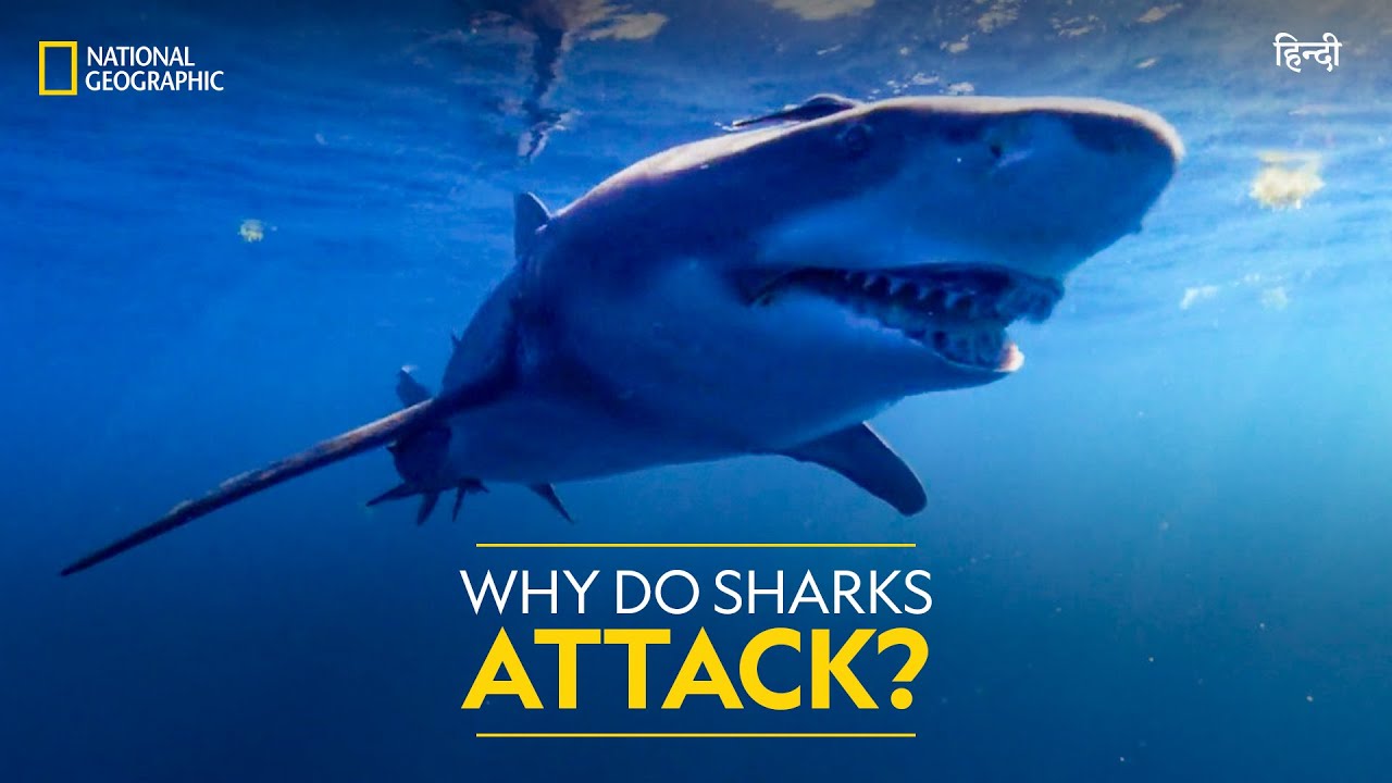 Why Do Sharks Attack? | Jaws vs Boats | Full Episode | S01-E01 | हिंदी ...
