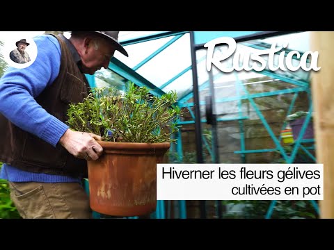 Vidéo: Comment Garder Le Pétunia En Hiver