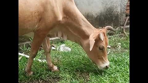 Sapi lucu | Lembu | Lembu Lucu | Suara Sapi | Sapi moo | #sapi #takurwinrimba