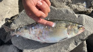 Last Person To Catch A SHAD EATS A Shad Scale! (LIVE Shad Fishing)