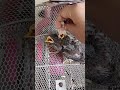 Baby Mynah birds eating rice #shorts #birdsfeeding #cutebirds
