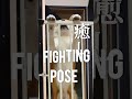 癒しに定評のある柴犬こむぎ