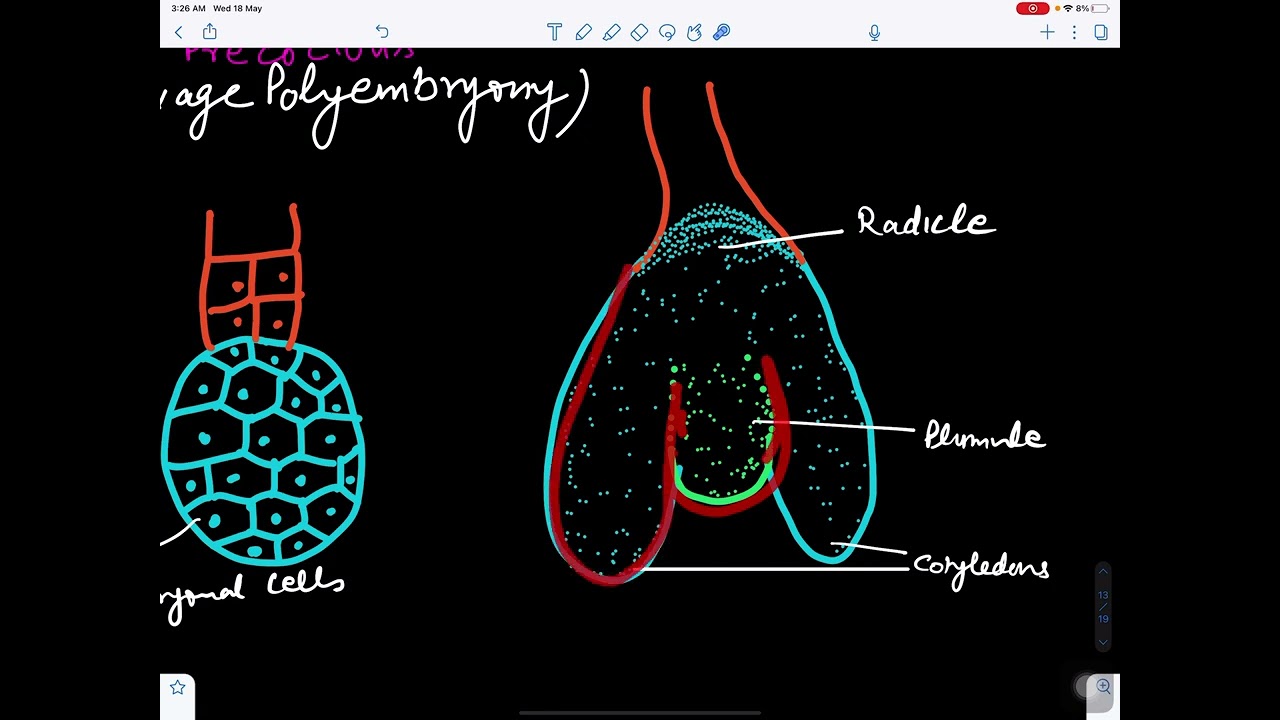 Embryogeny and seed of Ephedra@BotanistMeena1987