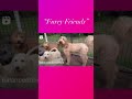Paradise Unleashed: Adorable Bernedoodles & Goldendoodles playing in Hawaii with Balanced Obedience
