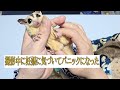 動画の撮影中にモモンガの妊娠に気づいてパニックになる飼い主