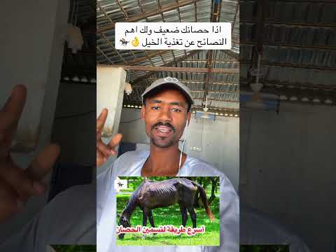 اسرع طريقة لتسمين الخيل خيالة فرسان العرب