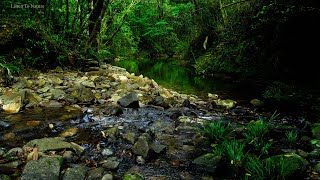 Soothing nature sounds. birds chirping. babbling brook. calming river sounds.ASMR by Listen To Nature 9,370 views 13 days ago 6 hours, 2 minutes