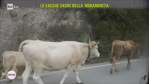 Perché le mucche sono sacre?