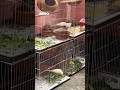Budgie Sounds for Birds Cute Budgies Chirping Colony Cage Setup #shorts #budgies #birds #pets