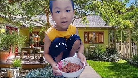 Cách phân biệt hạt mít đực - cái, ươm mầm hạt mít và trồng cây cực đơn giản