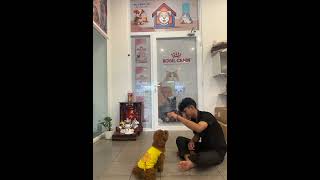 Dog trainer, dog lover #petshub #buddypet #pets #petcenter #shorts #dogtraining #fyp #viral