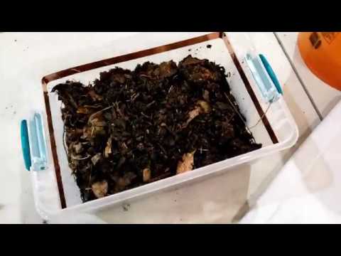 וִידֵאוֹ: Worms Escaping Compost - How To Escape Proof A Worm Bin