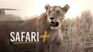 The great migration stirs - SafariPlus