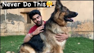 German Shepherd Hair Trimming | Double Coat German Shepherd by Pet care 10,888 views 1 year ago 3 minutes, 15 seconds