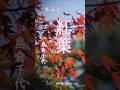 紅葉(もみじ)#島倉千代子 #ショート