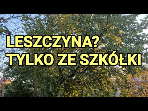 Wideo: Orzechy laskowe: sadzenie i pielęgnacja. Sadzenie orzechów laskowych jesienią