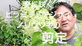 ガーデニング アジサイ 紫陽花 の剪定の仕方 ピラミッドアジサイ編 来年確実に花を咲かせる方法 アジサイの大きさを好みに変える剪定のアジサイ 仕方 きれいに樹形を整える方法 紫陽花剪定時期 Youtube