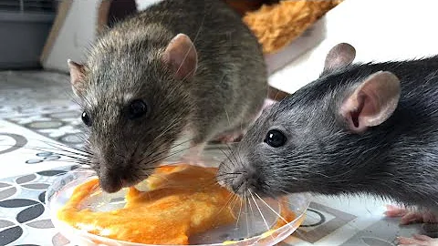 Лакомство для крыс 🐀