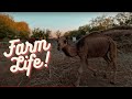 Farm Life Camel Cow Oba Durmushy Ak Altyn S Turkmenbashy etrap Dashoguz Turkmenistan