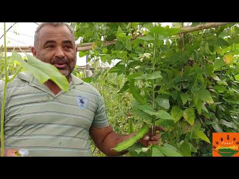 Vídeo: Feijão Alado Asiático - Aprenda a Cultivar Feijão Alado