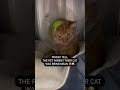 When the cat is mean to the vet