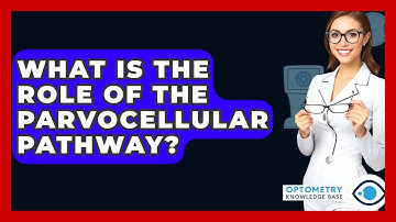 What Is The Role Of The Parvocellular Pathway? - Optometry Knowledge Base