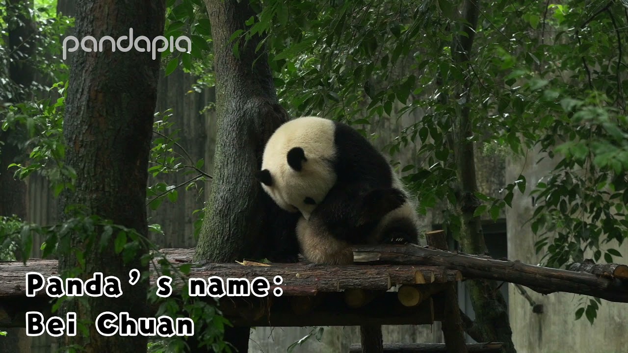 Funny panda moments #65