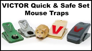 A Rat Stole My Mouse Trap Caught On Video! VICTOR Quick & Safe Set Mouse Traps. Mousetrap Monday