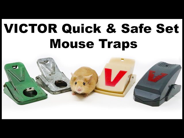 What to Do When Your Mouse Bait Is Repeatedly Stolen