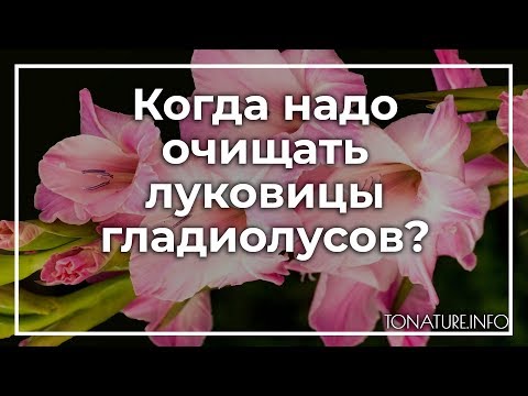 Когда надо очищать луковицы гладиолусов? | toNature.Info