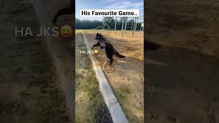 My Dogs Favourite Game Is Catch