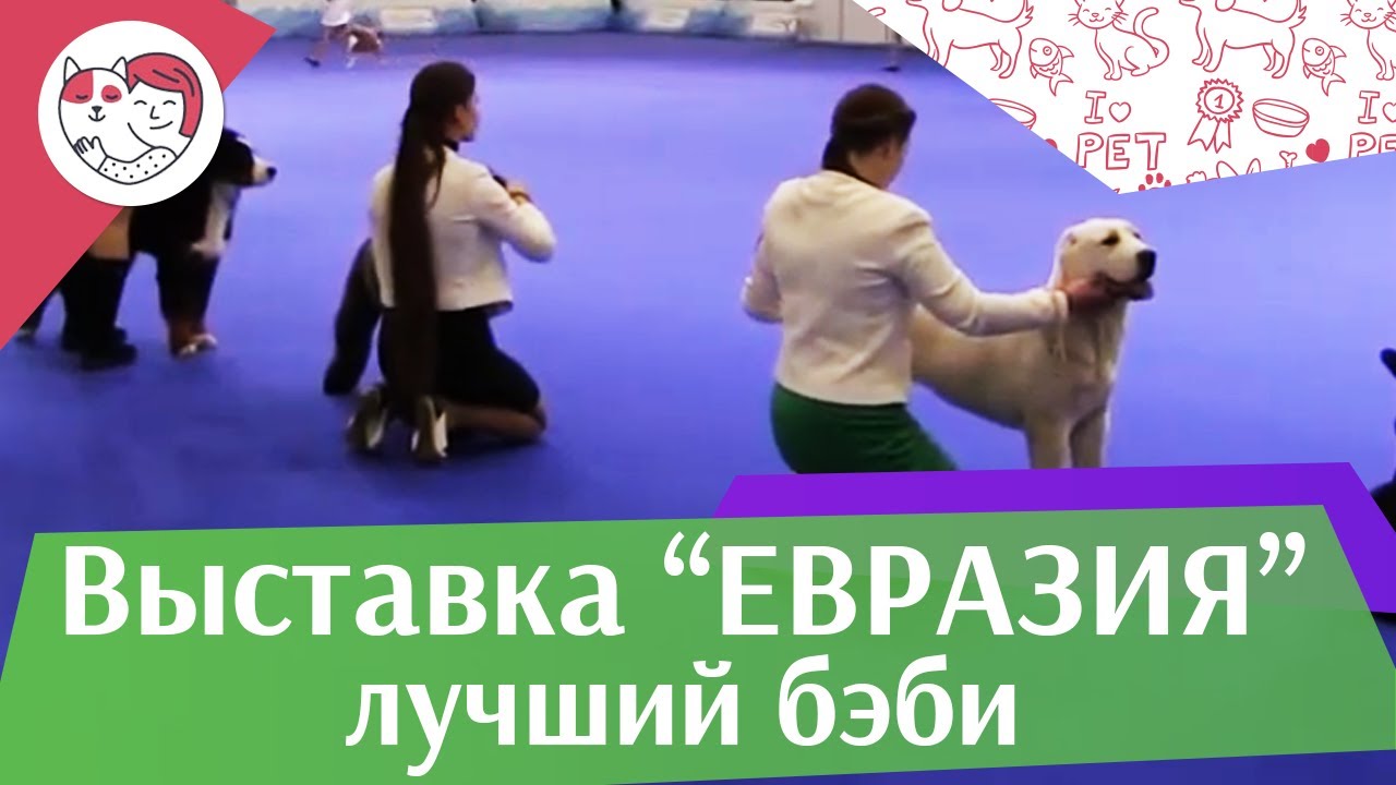 питомцы кукол лол Best in show Лучший бэби 19 03 17 на Евразии ilikepet
