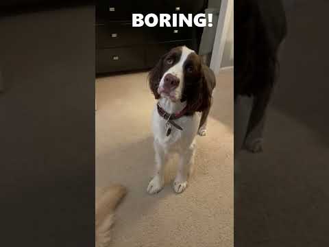 Video: 3 Amazing Ways to Honour Angleški Springer Spaniel Kdo je odšel