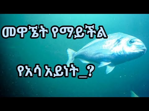 ቪዲዮ: የትኛውን አሳ ማዳበስ ይወዳሉ?