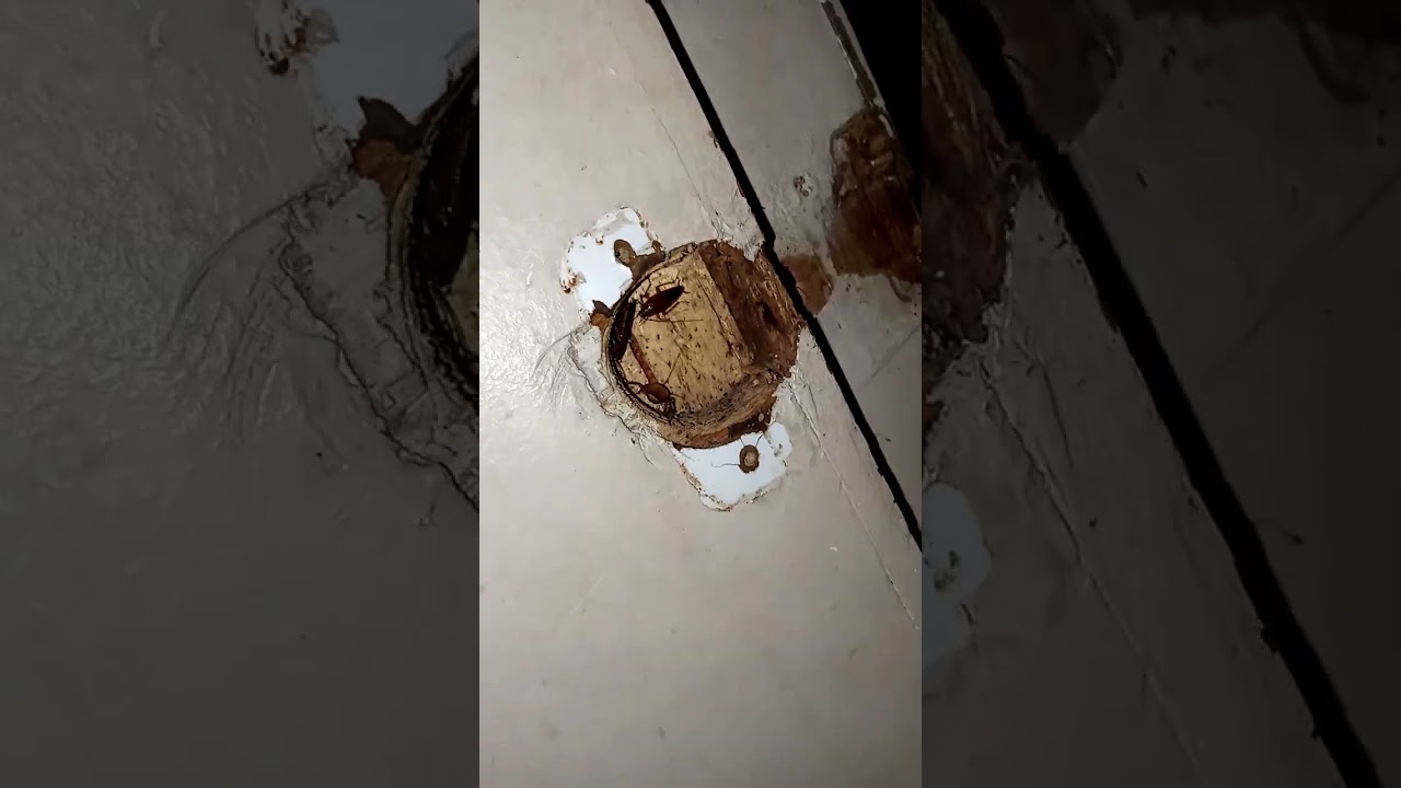 Effective Cockroach Treatment for  home 🪳🚫😖