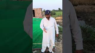 Excellent Tomato Seed Germination in Low Tunnel Under Green Net 🍅|Best Results Ever#shorts #farming