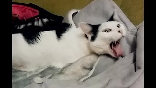 Кот и расческа (реакция кота на звук расчески)