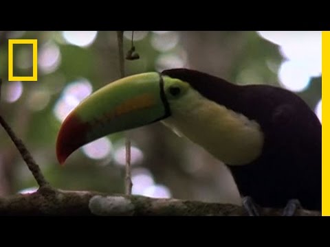 Video: Toucan bird: habitat, foto en beschrijving