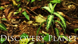 Perfect guide of Aglaonema pictum in Alue Guha Naga River conservation forest, Sumatra 1/2