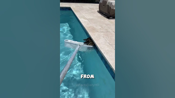 Woman Saves Baby Ducklings ❤️