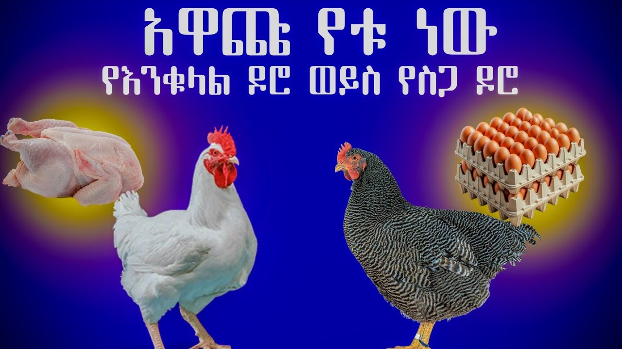 በአሁኑ ጊዜ አዋጭ የስጋ ዶሮ ወይስ የእንቁላል ዶሮ/የአሩስቶ ስጋ/እንቁላል ማከፋፈል/